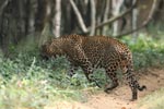 Wilpattu National Park 26-29 March 2022