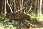 Wilpattu National Park 26-29 March 2022