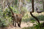 Wilpattu National Park 26-29 March 2022