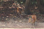 Wilpattu National Park 26-29 March 2022