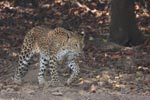 Wilpattu National Park 26-29 March 2022