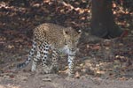 Wilpattu National Park 26-29 March 2022