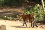 Wilpattu National Park 26-29 March 2022