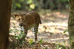 Wilpattu National Park 26-29 March 2022