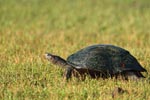 Wilpattu National Park 26-29 March 2022