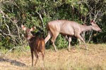 Wilpattu National Park 26-29 March 2022