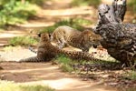 Wilpattu National Park 26-29 March 2022