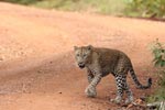 Wilpattu National Park 26-29 March 2022