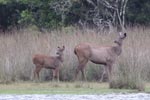 Wilpattu National Park 27th - 28th March 2021