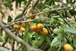 Notes on Field Trips Wilpattu National Park