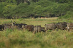 Notes on Field Trips Wilpattu National Park