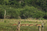 Notes on Field Trips Wilpattu National Park