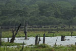 Notes on Field Trips Wilpattu National Park