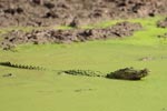 Wilpattu National ParkPark 27 28th July 2019