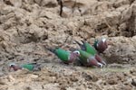 Wilpattu National ParkPark 27 28th July 2019