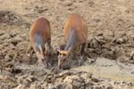 Wilpattu National ParkPark 27 28th July 2019