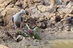 Wilpattu National ParkPark 27 28th July 2019