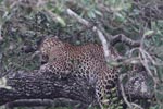 Wilpattu National ParkPark 27 28th July 2019