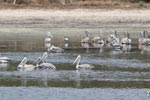 Wilpattu National ParkPark 27 28th July 2019