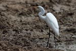 Wilpattu National ParkPark 27 28th July 2019