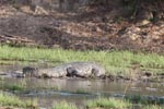 Wilpattu National ParkPark 27 28th July 2019