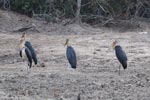 Wilpattu National ParkPark 27 28th July 2019