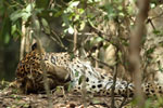 Notes on Field Trips Wilpattu National Park