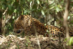 Notes on Field Trips Wilpattu National Park