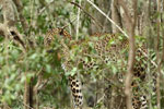 Notes on Field Trips Wilpattu National Park