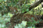 Notes on Field Trips Wilpattu National Park