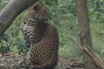 Notes on Field Trips Wilpattu National Park