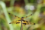 Notes on Field Trips Wilpattu National Park