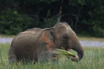 Notes on Field Trips Wilpattu National Park