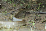 Notes on Field Trips Wilpattu National Park