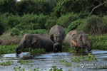 Notes on Field Trips Wilpattu National Park