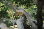 Notes on Field Trips Wilpattu National Park