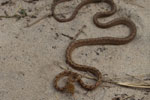 Notes on Field Trips Wilpattu National Park