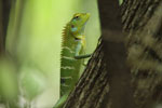 Notes on Field Trips Wilpattu National Park