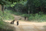 Notes on Field Trips Wilpattu National Park