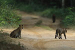 Notes on Field Trips Wilpattu National Park