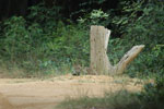 Notes on Field Trips Wilpattu National Park