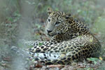 Notes on Field Trips Wilpattu National Park