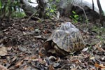 Notes on Field Trips Wilpattu National Park