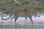 Wilpattu National Park 28th - 29th November 2020