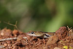 Notes on Field Trips Wilpattu National Park