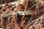 Notes on Field Trips Wilpattu National Park