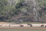 Notes on Field Trips Wilpattu National Park