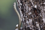 Notes on Field Trips Wilpattu National Park