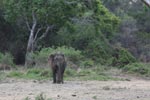 Notes on Field Trips Wilpattu National Park