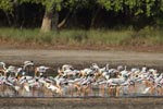 Notes on Field Trips Wilpattu National Park